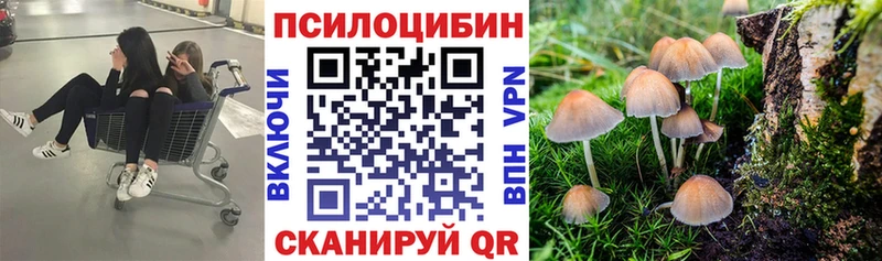 Галлюциногенные грибы Psilocybine cubensis Горно-Алтайск